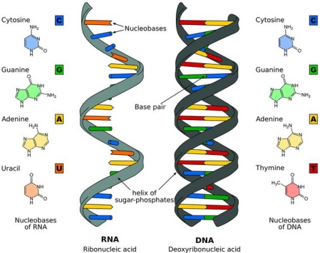 RNA and DNA
