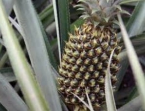 pineapple extract improves meso treatment