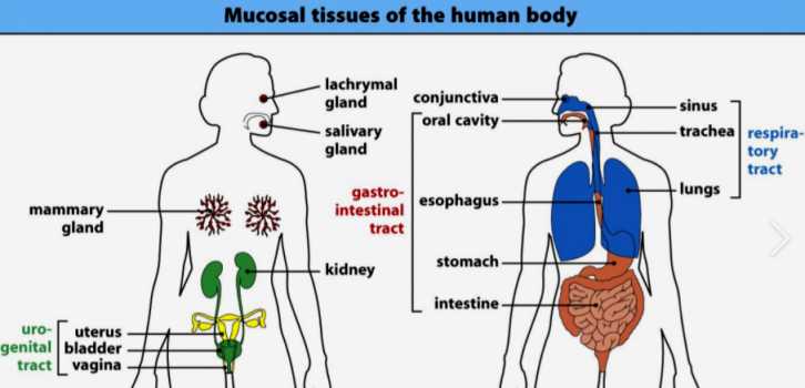 Mucosal Tissues