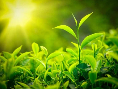 tea leaf biomarkers